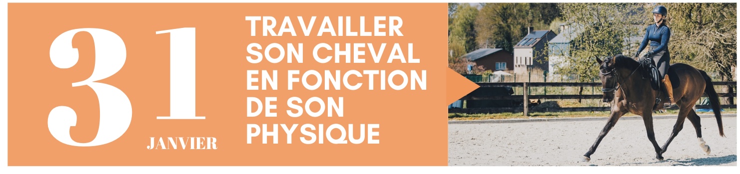 Travailler son cheval en fonction de son physique