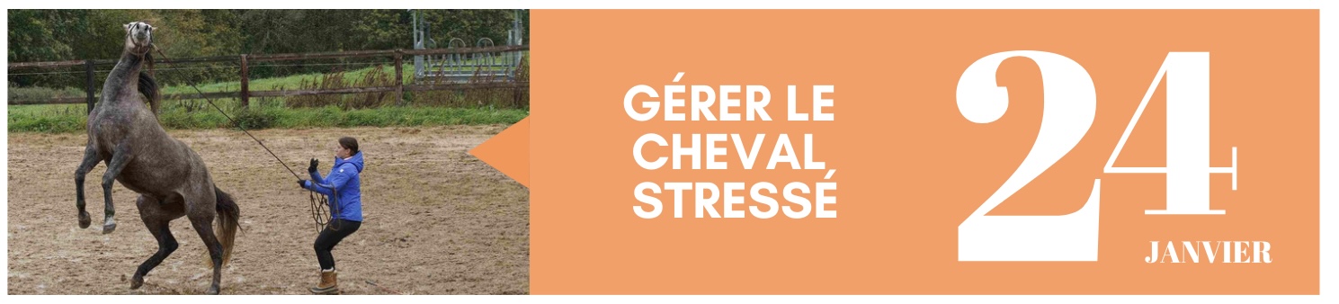 Gérer le cheval stressé