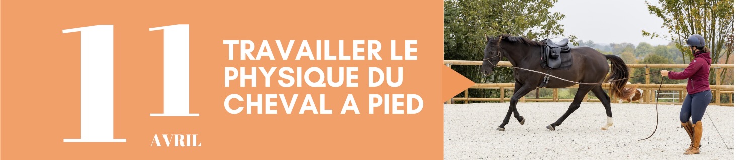 Travailler le physique du cheval à pied