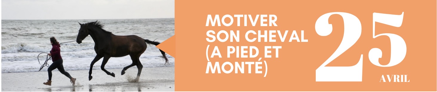 Motiver son cheval (à pied et monté)