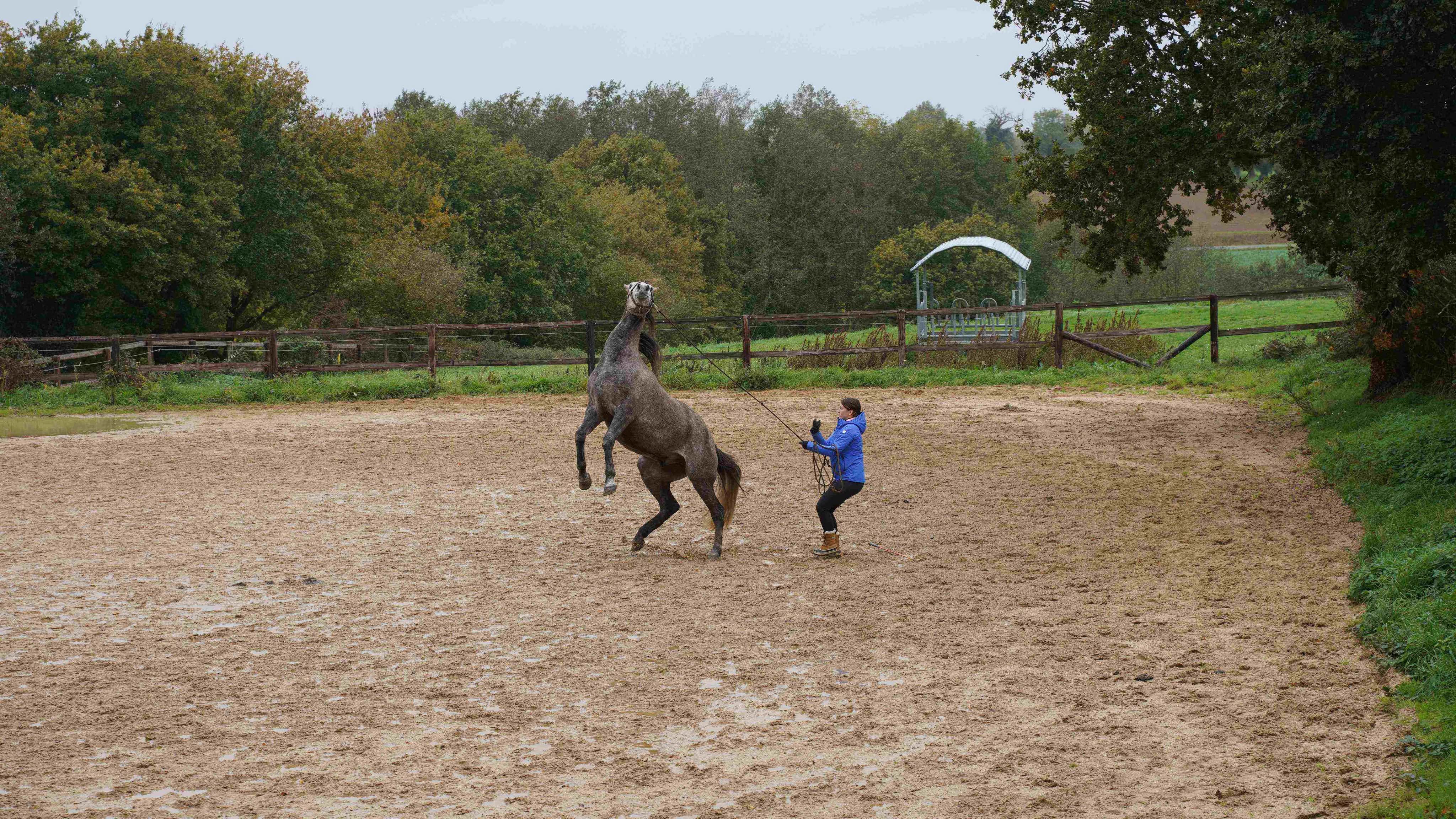 Gérer le cheval stressé