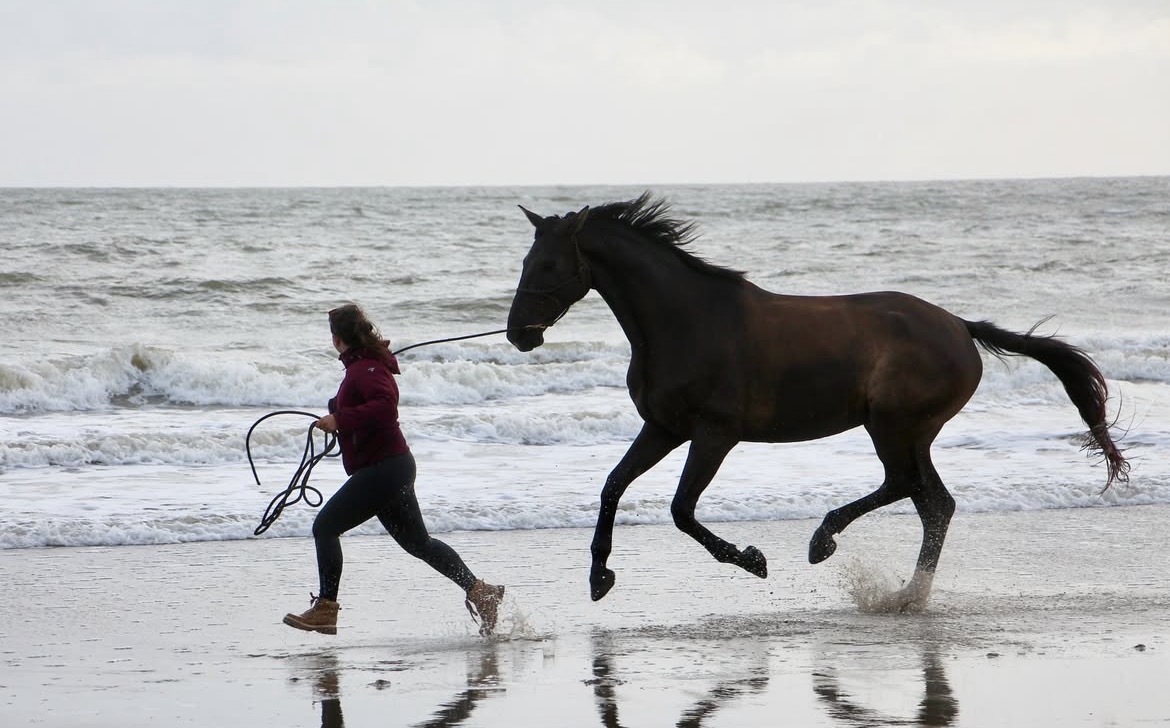 Motiver son cheval (à pied et monté)