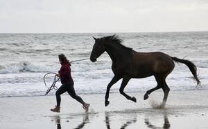 Motiver son cheval (à pied et monté)